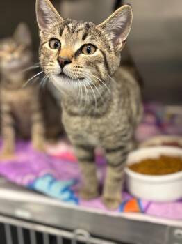 CJ -  Domestic Short Hair Cat for Adoption in Portland, Indiana - CJ | PetCurious
