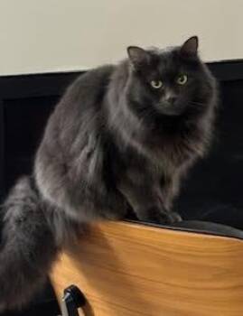 Domestic Long Hair Cats Available for Adoption in Bainbridge Island, Washington - Noe | PetCurious