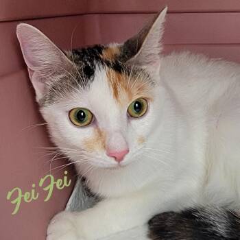 Fei Fei #soft-bunny-fur -  Turkish Van and Calico Cat for Adoption in Houston, Texas - Fei Fei #soft-bunny-fur | PetCurious