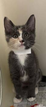 Domestic Short Hair Cats Available for Adoption in North Charleston, South Carolina - 91546a Addison-PetSmart James Island | PetCurious