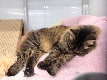 Piku -  Domestic Medium Hair Cat for Adoption in Raleigh, North Carolina - Piku | PetCurious