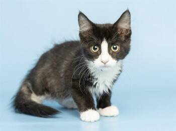 PETUNIA -  Domestic Short Hair Cat for Adoption in Phoenix, Arizona - PETUNIA | PetCurious
