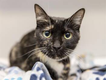 PLAYA -  Domestic Short Hair Cat for Adoption in Phoenix, Arizona - PLAYA | PetCurious