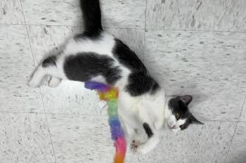 Rescue Domestic Medium Hair Cats for Adoption - Sunny | PetCurious