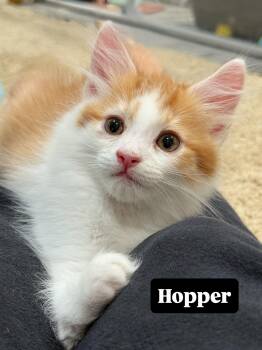 Hopper (brother to Skip) -  Domestic Medium Hair Cat for Adoption in Los Angeles, California - Hopper (brother To Skip) | PetCurious