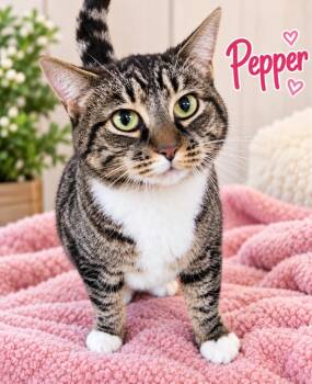 Pepper -  Domestic Short Hair Cat for Adoption in Dalton, Georgia - Pepper | PetCurious
