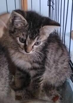 Bongo -  Domestic Short Hair Cat for Adoption in Olney, Illinois - Bongo | PetCurious