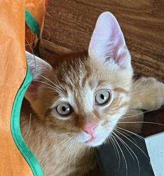 Poseidon -  Domestic Short Hair Cat for Adoption in Magnolia, Texas - Poseidon | PetCurious