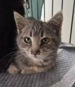 Rescue Domestic Short Hair Cats for Adoption in Clymer, Pennsylvania - Butter | PetCurious