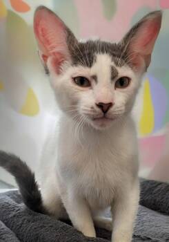 Rescue Domestic Short Hair Cats for Adoption in Fort Myers, Florida - Jinx | PetCurious