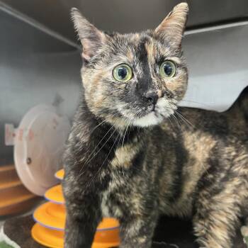 Domestic Short Hair Cats Available for Adoption in Oak Park, Illinois - Nyla | PetCurious