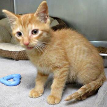 Oakley -  Domestic Short Hair Cat for Adoption in Lexington, Virginia - Oakley | PetCurious