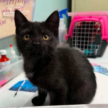 Small Fry -  Domestic Short Hair Cat for Adoption in Edwardsville, Illinois - Small Fry | PetCurious