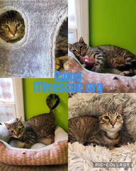 Camo -  Domestic Short Hair Cat for Adoption in Evansville, Indiana - Camo | PetCurious