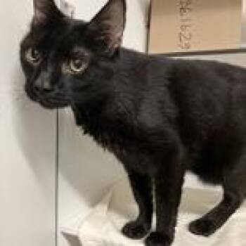 Star Crunch -  Domestic Short Hair Cat for Adoption in Hilliard, Ohio - Star Crunch | PetCurious
