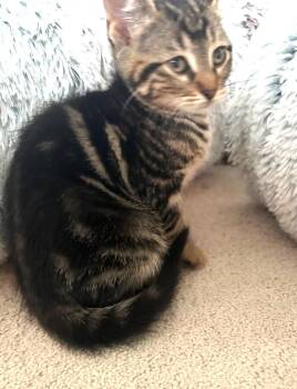 Tabby Cats Available for Adoption in Ypsilanti, Michigan - Lima | PetCurious