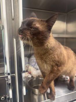 Siamese Cats Available for Adoption in Hilton Head Island, South Carolina - Lou Wang | PetCurious