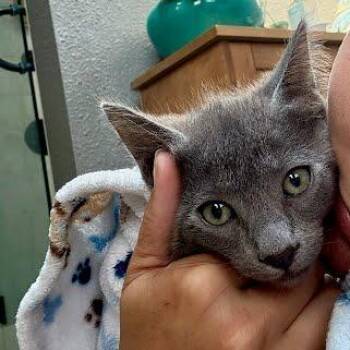 Lewis -  Domestic Short Hair Cat for Adoption in Belfair, Washington - Lewis | PetCurious