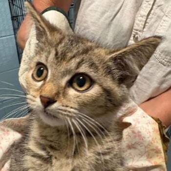 Firecracker -  Domestic Short Hair Cat for Adoption in Nashville, Tennessee - Firecracker | PetCurious
