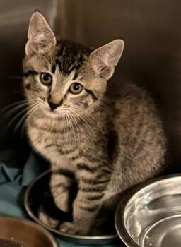 Harrison -  Domestic Short Hair Cat for Adoption in Sherwood, Arkansas - Harrison | PetCurious