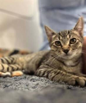 SHELDON -  Domestic Short Hair Cat for Adoption in Westminster, Maryland - SHELDON | PetCurious