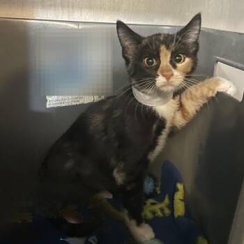 Gigi -  Domestic Short Hair Cat for Adoption in Prescott, Arizona - Gigi | PetCurious
