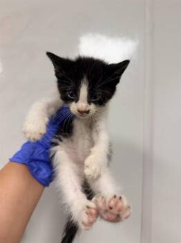 DUNE - NEEDS A FOSTER -  Domestic Short Hair Cat for Adoption in Ontario, California - DUNE - NEEDS A FOSTER | PetCurious