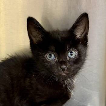 Domestic Short Hair Cats Available for Adoption in Walnut Creek, California - Grim | PetCurious