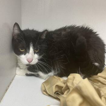 Big Boy -  Tuxedo Cat for Adoption in Columbia, South Carolina - Big Boy | PetCurious
