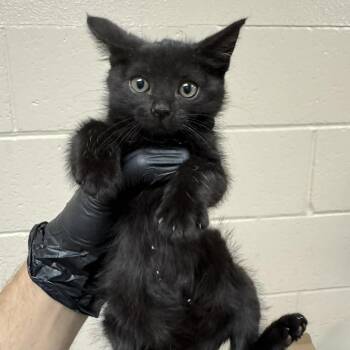 Grace Kelly -  Domestic Short Hair Cat for Adoption in Reno, Nevada - Grace Kelly | PetCurious