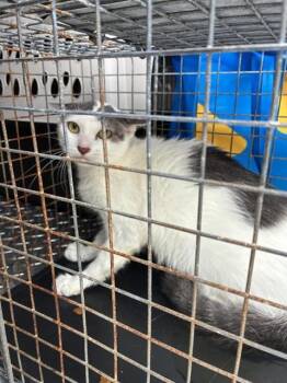 A138640 -  Domestic Short Hair Cat for Adoption in Palmetto, Florida - A138640 | PetCurious