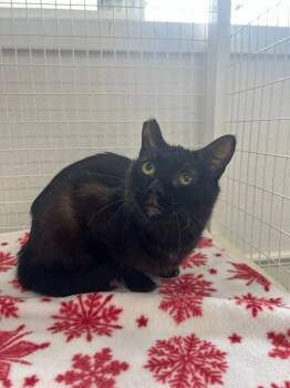 Domestic Short Hair Cats Available for Adoption in Brookings, Oregon - Biggie | PetCurious