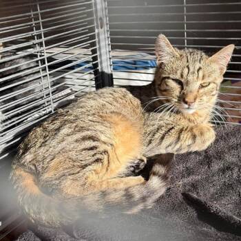 Domestic Short Hair Cats Available for Adoption - Teton | PetCurious