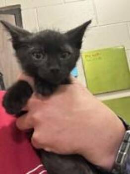 Flash -  Domestic Short Hair Cat for Adoption in Manitowoc, Wisconsin - Flash | PetCurious