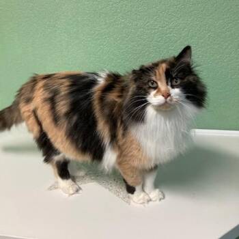 Calico and Domestic Long Hair Cats Available for Adoption - Flossy | PetCurious