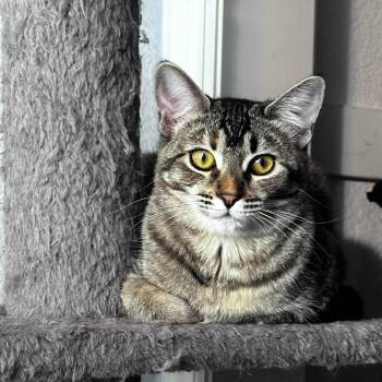 Tabby and Domestic Short Hair Cats Available for Adoption in Morgan Hill, California - Cagney | PetCurious
