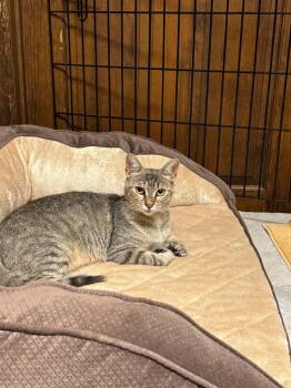 Rescue Domestic Short Hair Cats for Adoption in Pomona, New York - Alegra (Mom 2) | PetCurious