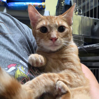 Rescue Domestic Short Hair Cats for Adoption in Mount Vernon, Indiana - Cody | PetCurious