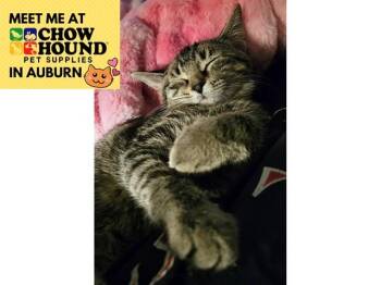 SASSAFRASS -  Domestic Short Hair Cat for Adoption in Fort Wayne, Indiana - SASSAFRASS | PetCurious