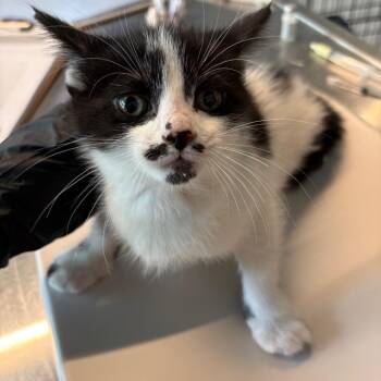 Domestic Short Hair Cats Available for Adoption in Huntington, West Virginia - Voltage | PetCurious