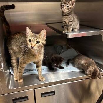 Lindsey- Visit me at the Elkhart PetSmart! -  Domestic Short Hair Cat for Adoption in Bristol, Indiana - Lindsey- Visit Me At The Elkhart PetSmart! | PetCurious