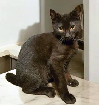 Domestic Short Hair Cats Available for Adoption - Snoop | PetCurious