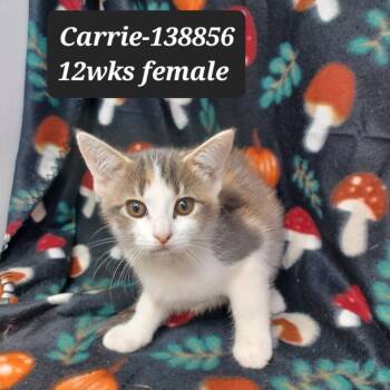 Rescue Domestic Short Hair Cats for Adoption in New Tazewell, Tennessee - Carrie | PetCurious