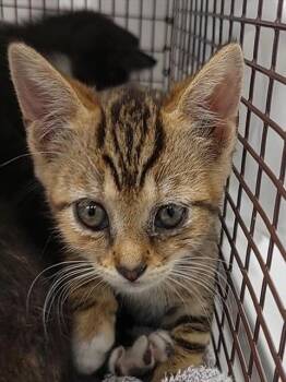 VASQUEZ -  Domestic Short Hair Cat for Adoption in Fort Lauderdale, Florida - VASQUEZ | PetCurious