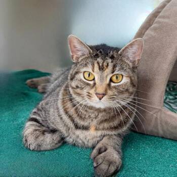 Zoran -  Domestic Short Hair Cat for Adoption in State College, Pennsylvania - Zoran | PetCurious