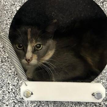 Almond -  Domestic Short Hair Cat for Adoption in Salt Lake City, Utah - Almond | PetCurious