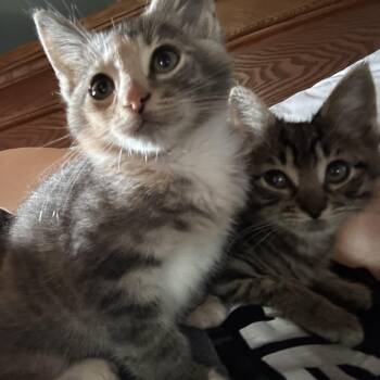Jules & Nate (Bonded Sibling pair) -  Domestic Short Hair Cat Available for Adoption in Hellertown, Pennsylvania - Jules & Nate (Bonded Sibling Pair) | PetCurious