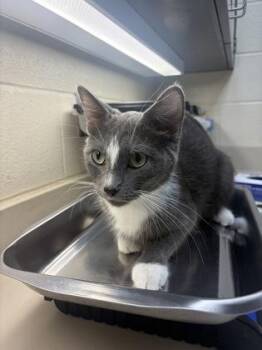 Harlow -  Domestic Short Hair Cat for Adoption in Wichita, Kansas - Harlow | PetCurious