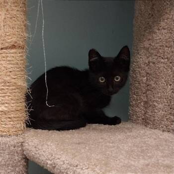 Knight -  Domestic Short Hair Cat for Adoption in Middlebury, Vermont - Knight | PetCurious