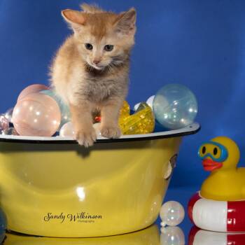 TIC -  Domestic Medium Hair Cat for Adoption in Tipton, Indiana - TIC | PetCurious